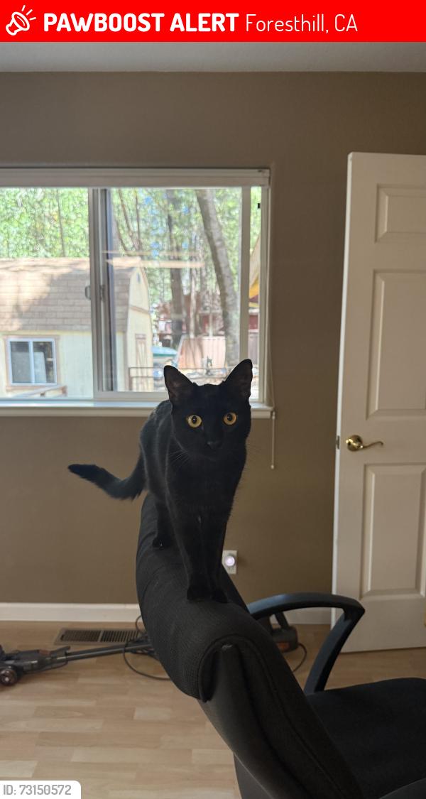 Lost Female Cat last seen Cold springs drive, foresthill fire sta 90, Foresthill, CA 95631