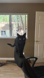 Lost Female Cat last seen Cold springs drive, foresthill fire sta 90, Foresthill, CA 95631