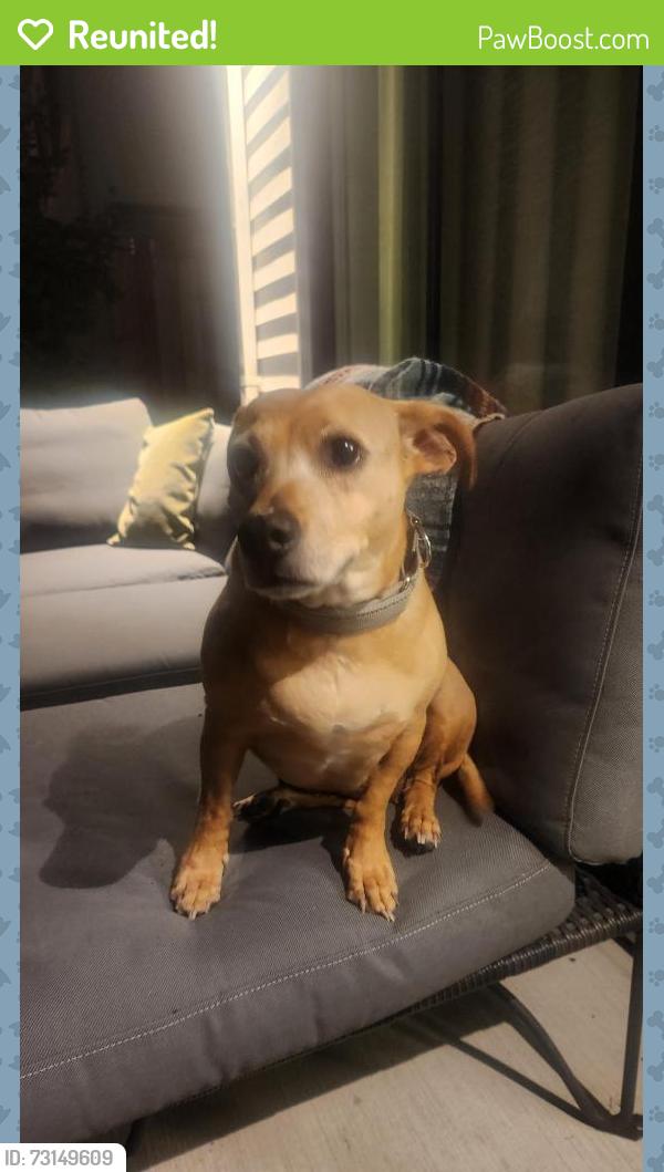 Reunited Female Dog last seen N Humboldt and N Kerby, Portland, OR 97217
