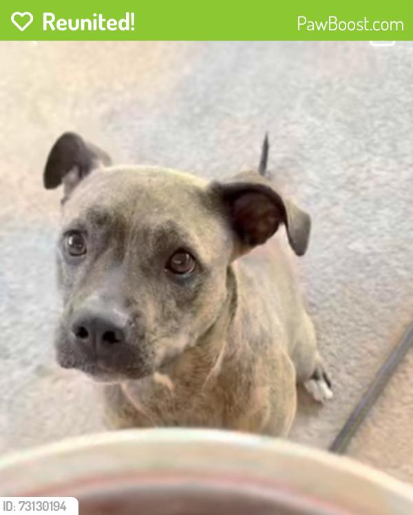 Reunited Female Dog last seen Near Avenida Ximino, Cathedral City, CA 92234, USA, Cathedral City, CA 92234
