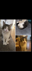Lost Male Cat last seen KY12 0RE Rose street Dunfermline, Fife, Scotland KY12 0RE