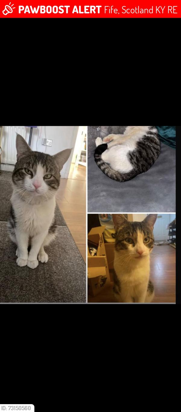 Lost Male Cat last seen KY12 0RE Rose street Dunfermline, Fife, Scotland KY12 0RE