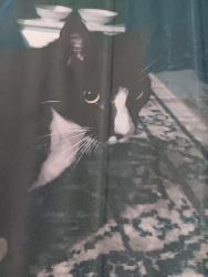 Lost Male Cat last seen Monticello, Cleveland Heights, OH 44121