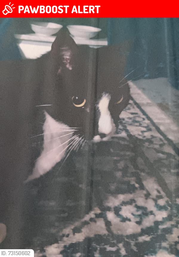 Lost Male Cat last seen Monticello, Cleveland Heights, OH 44121