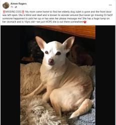 Lost Female Dog last seen Home Drive, Ridgewood, CA 95503