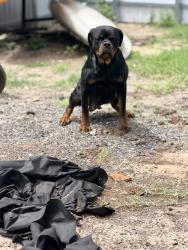 Lost Female Dog last seen Near Ave. F Riviera Beach, West Palm Beach, FL 33404