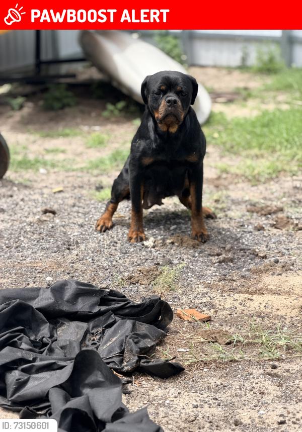 Lost Female Dog last seen Near Ave. F Riviera Beach, West Palm Beach, FL 33404