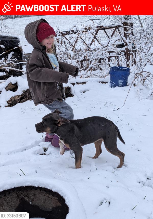 Lost Female Dog last seen Lowmans Ferry Rd lizzie gun road, Pulaski, VA 24301