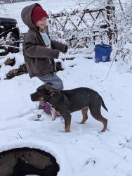 Lost Female Dog last seen Lowmans Ferry Rd lizzie gun road, Pulaski, VA 24301