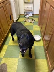 Reunited Male Dog last seen Near and Music Camp, Sandy, OR 97055