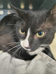 Shelter Stray Male Cat last seen Near S Gold Ridge Drive, Magna Township, UT, 84044, 511 W 3900 S, Salt Lake City, UT 84123, USA