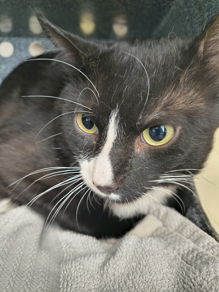 Shelter Stray Male Cat last seen Near S Gold Ridge Drive, Magna Township, UT, 84044, 511 W 3900 S, Salt Lake City, UT 84123, USA