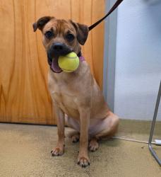Shelter Stray Male Dog last seen Near E Grand Avenue, Escondido, CA, 92027, Escondido, CA 92027, USA