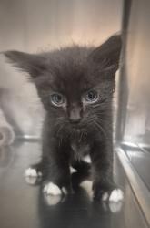 Shelter Stray Male Cat last seen NC, 820 Beacon Lake Dr, Raleigh, NC 27610, USA