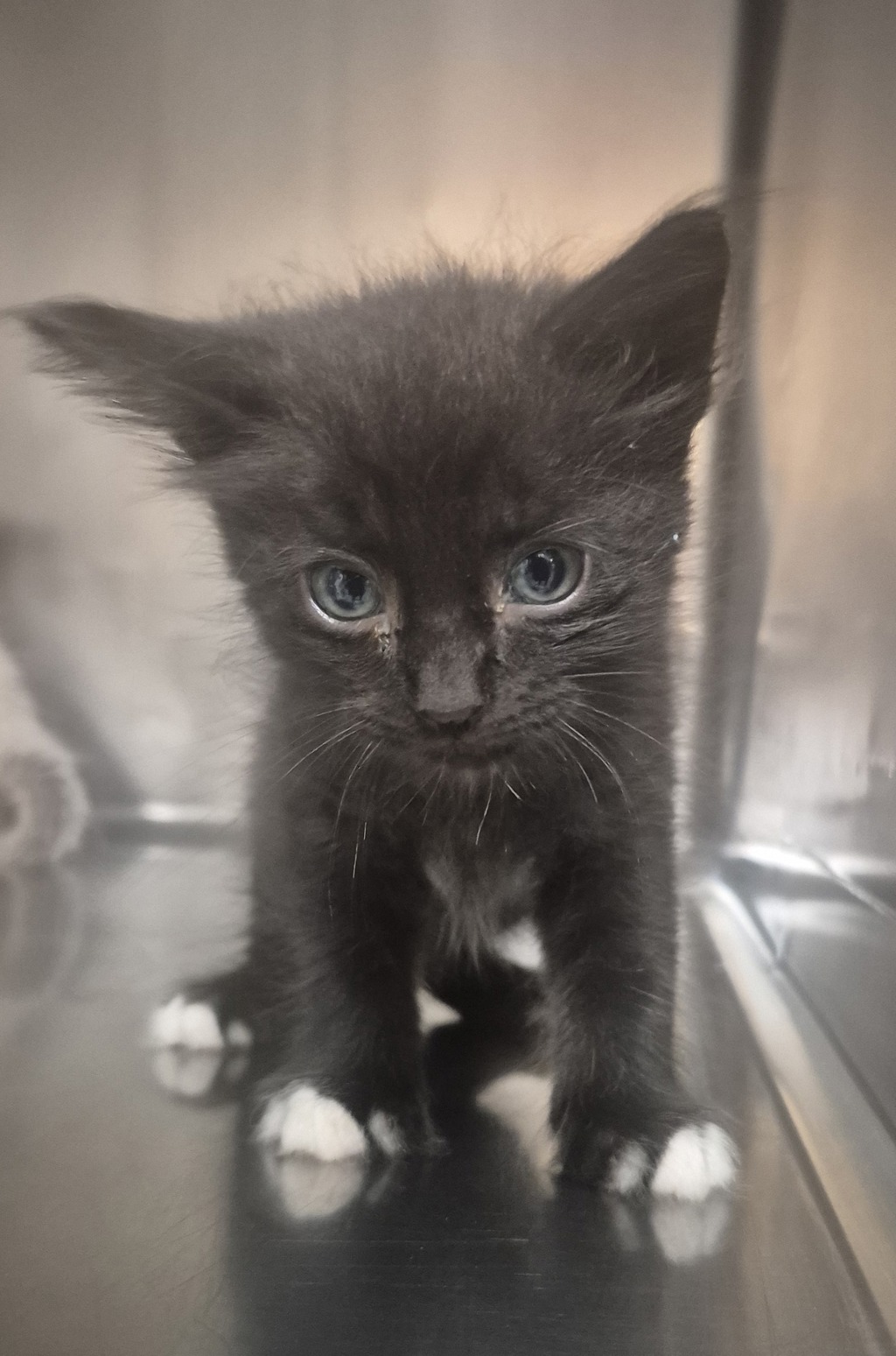 Shelter Stray Male Cat last seen NC, 820 Beacon Lake Dr, Raleigh, NC 27610, USA