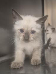 Shelter Stray Male Cat last seen NC, 820 Beacon Lake Dr, Raleigh, NC 27610, USA