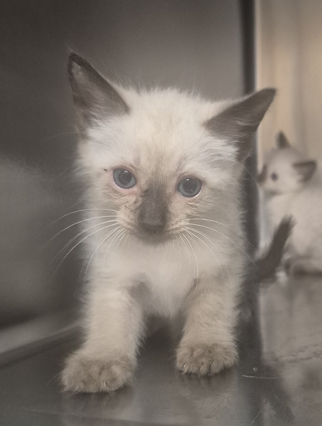 Shelter Stray Male Cat last seen NC, 820 Beacon Lake Dr, Raleigh, NC 27610, USA