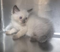 Shelter Stray Female Cat last seen NC, 820 Beacon Lake Dr, Raleigh, NC 27610, USA