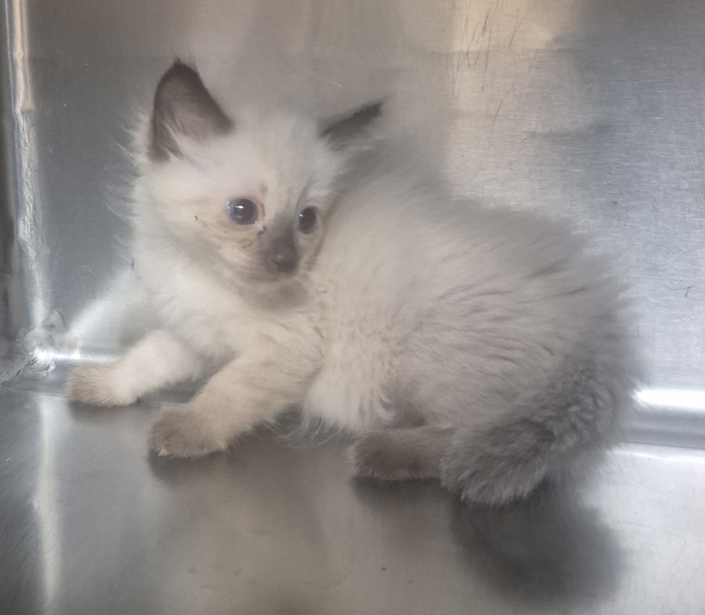 Shelter Stray Female Cat last seen NC, 820 Beacon Lake Dr, Raleigh, NC 27610, USA