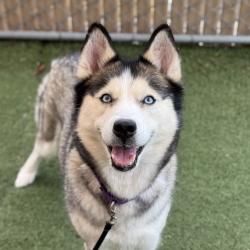 Shelter Stray Female Dog last seen Near El Camino Real, Oceanside, CA, 92054, Oceanside, CA 92058, USA