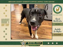 Shelter Stray Male Dog last seen San Filippo Dr and Ramsdale, PALM BAY, FL, 32909, 5100 W Eau Gallie Blvd, Melbourne, FL 32934, USA