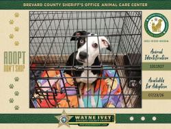 Shelter Stray Female Dog last seen Park Avenue, TITUSVILLE, FL, 32780, 5100 W Eau Gallie Blvd, Melbourne, FL 32934, USA