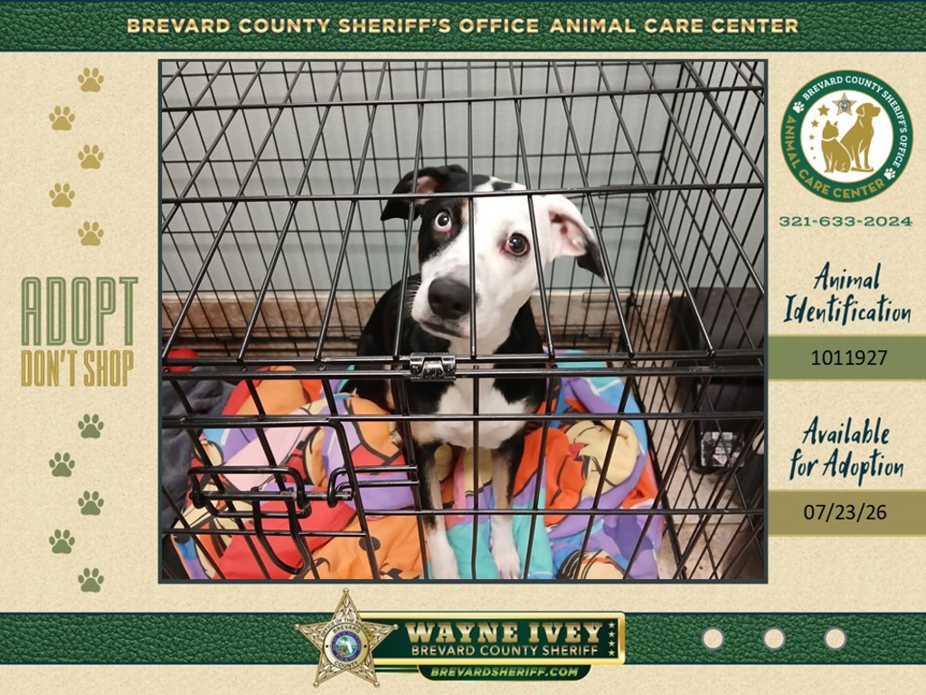 Shelter Stray Female Dog last seen Park Avenue, TITUSVILLE, FL, 32780, 5100 W Eau Gallie Blvd, Melbourne, FL 32934, USA
