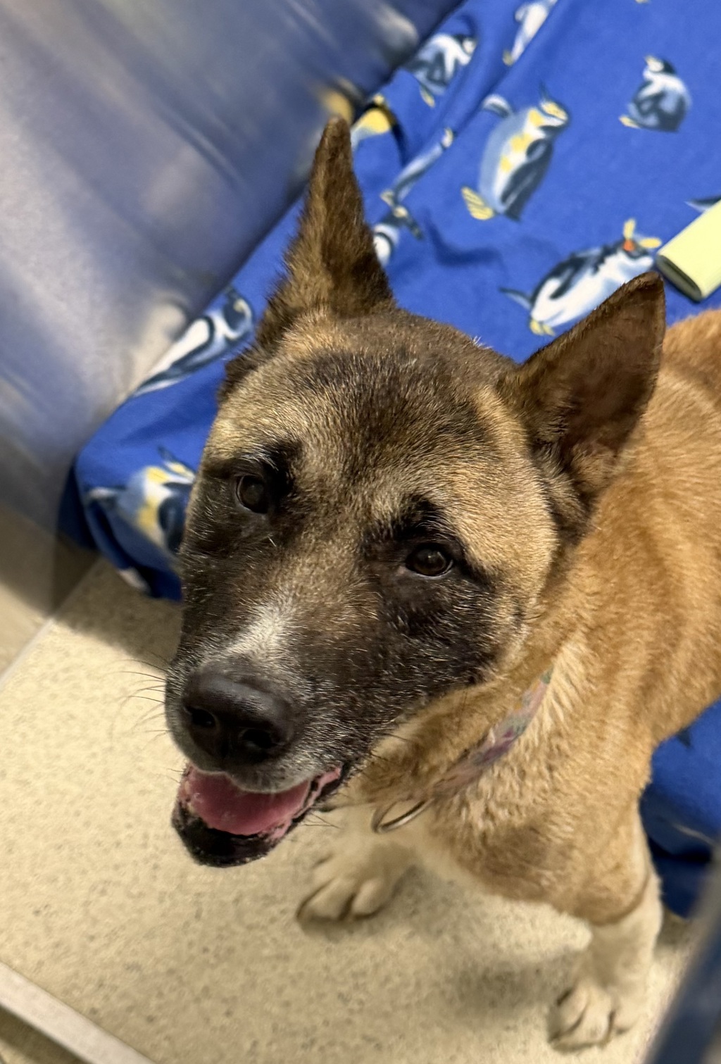 Shelter Stray Female Dog last seen Near E Chesterfield, FERNDALE, MI, 48220, 1200 N Telegraph Building 42E, Pontiac, MI 48340, USA