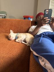 Reunited Female Dog last seen Near lakerun The park at new castle, Memphis, TN 38119