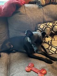 Found/Stray Female Dog last seen Winona st and Emerson, Dearborn, MI 48124
