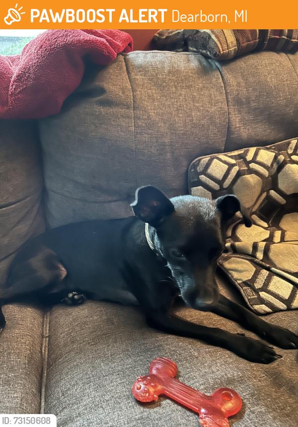 Found/Stray Female Dog last seen Winona st and Emerson, Dearborn, MI 48124