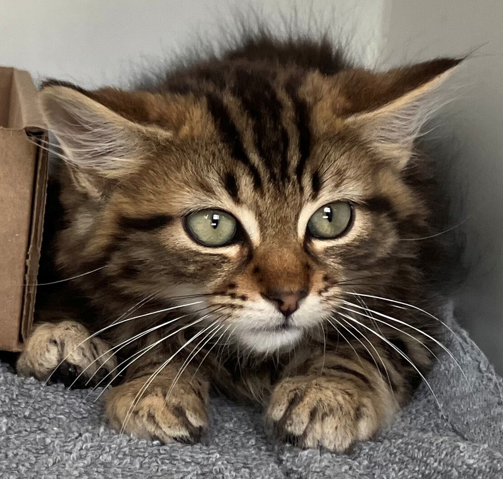 Shelter Stray Male Cat last seen Near Venus Place, STATEN ISLAND, NY, 10312, 3139 Veterans Rd W, Staten Island, NY 10309, USA