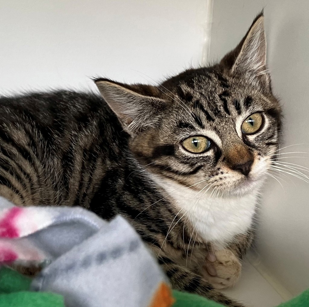 Shelter Stray Female Cat last seen Near Venus Place, STATEN ISLAND, NY, 10312, 3139 Veterans Rd W, Staten Island, NY 10309, USA