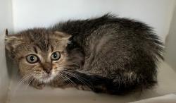Shelter Stray Male Cat last seen Near Targee Street, STATEN ISLAND, NY, 10304, 3139 Veterans Rd W, Staten Island, NY 10309, USA