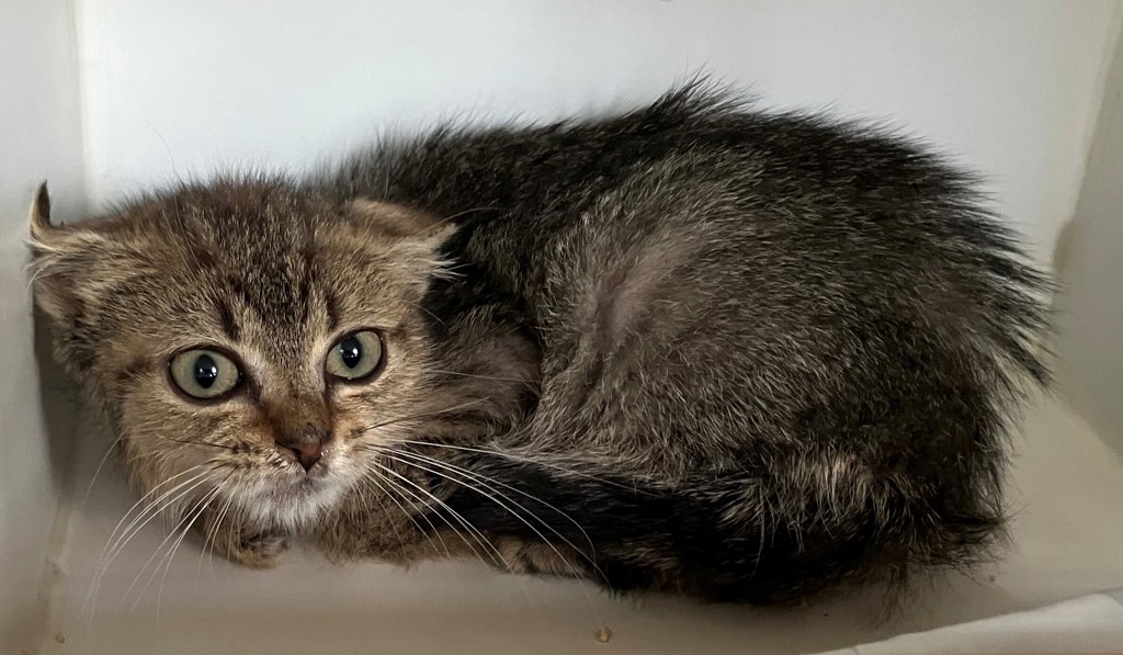 Shelter Stray Male Cat last seen Near Targee Street, STATEN ISLAND, NY, 10304, 3139 Veterans Rd W, Staten Island, NY 10309, USA