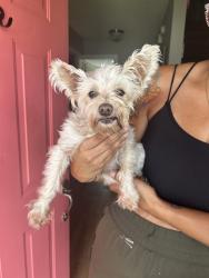 Shelter Stray  Dog last seen Barberry Lane, VIRGINIA BEACH, VA, 23453, 341 S Birdneck Rd, Virginia Beach, VA 23451, USA