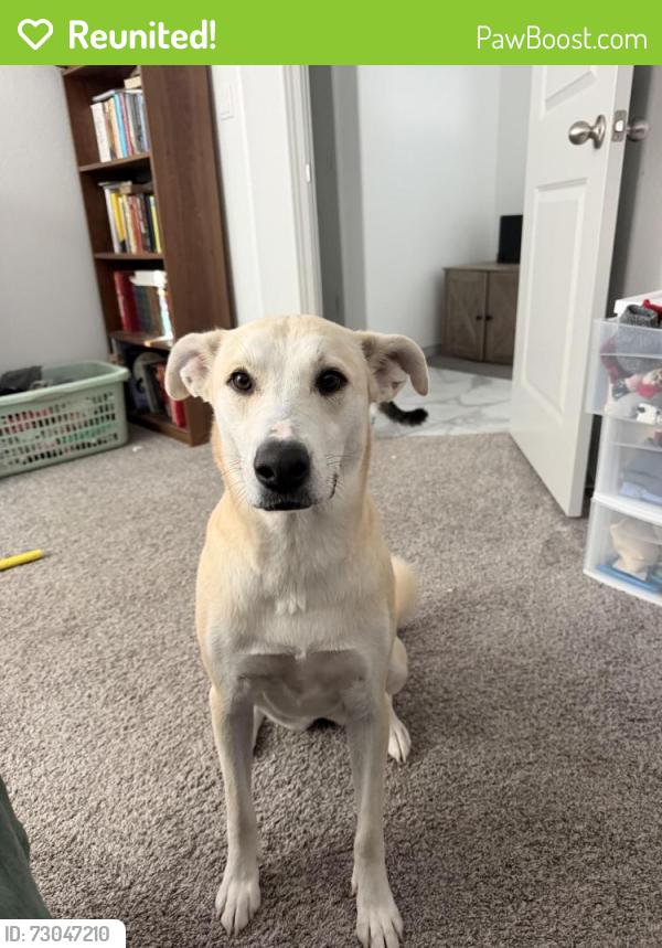 Reunited Female Dog last seen Montana and Rich Beem, El Paso, TX 79938
