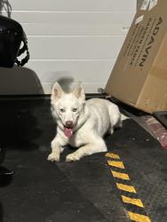 Reunited Female Dog last seen Savaryn drive sw, Edmonton, AB 