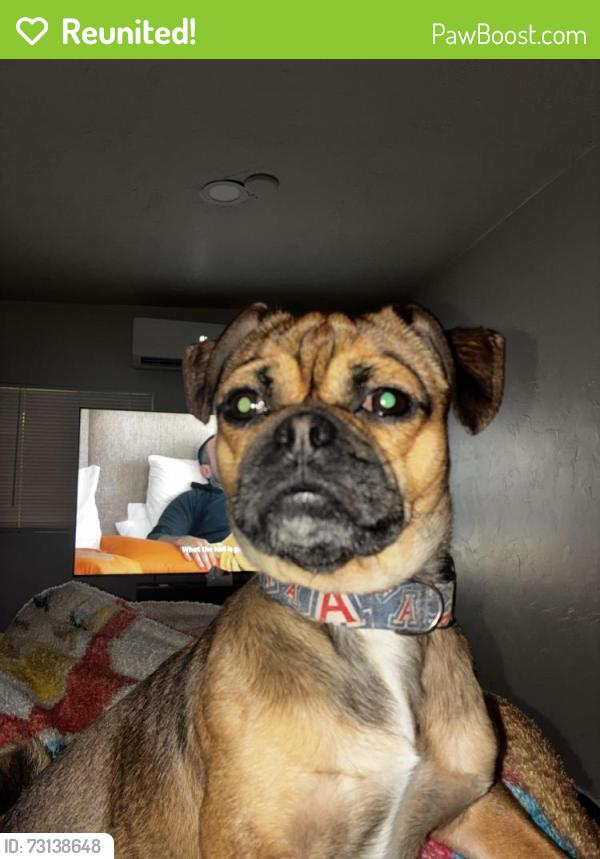 Reunited Male Dog last seen Columbia and Liberty, Tucson, AZ 85714