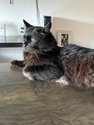 Lost Male Cat last seen Near Leeland archer blv near pound, Orlando, FL 32836