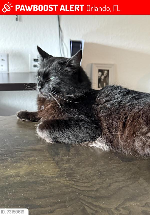 Lost Male Cat last seen Near Leeland archer blv near pound, Orlando, FL 32836