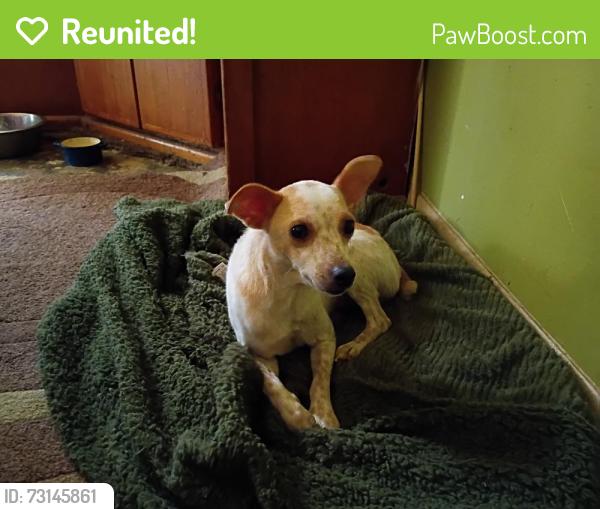 Reunited Female Dog last seen Woodbury Dr, Gonzalez, FL 32533