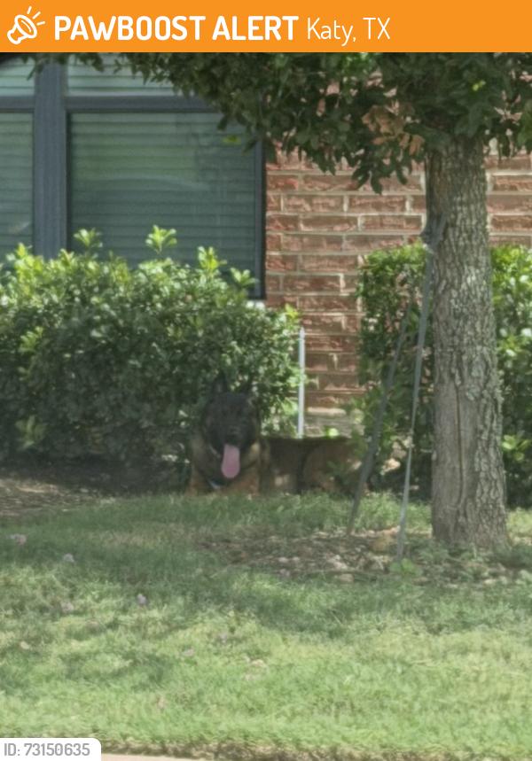 Found/Stray Unknown Dog last seen At the Katy boardwalk apartmentd, Katy, TX 77494