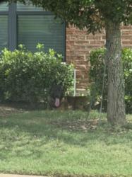 Found/Stray Unknown Dog last seen At the Katy boardwalk apartmentd, Katy, TX 77494