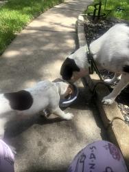 Found/Stray Female Dog last seen Wildhawk Dr., Katy, TX 77449