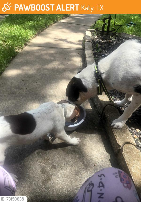 Found/Stray Female Dog last seen Wildhawk Dr., Katy, TX 77449