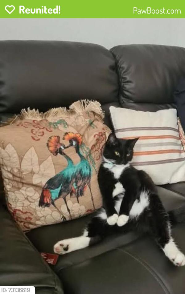Reunited Female Cat last seen Harvest Mouse, Heswall, England CH60 5SR