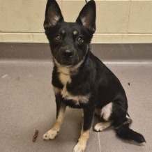 Shelter Stray Female Dog last seen , 3428 S Jenkins Ave, Norman, OK 73072, USA