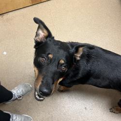 Shelter Stray Female Dog last seen , 4500 N Access Rd, Chattanooga, TN 37415, USA