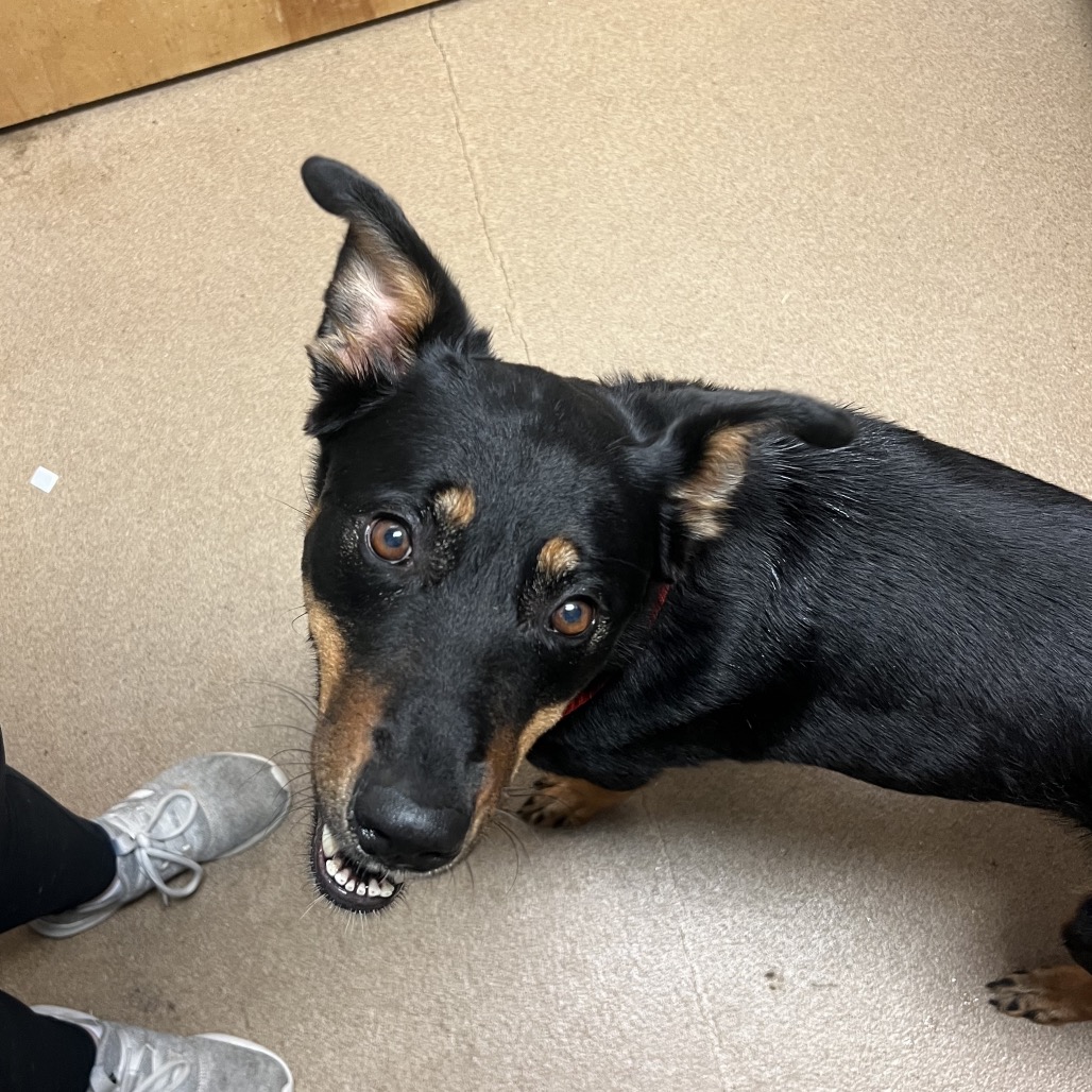Shelter Stray Female Dog last seen , 4500 N Access Rd, Chattanooga, TN 37415, USA